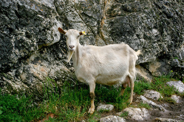 white goat out to pasture in the mountains