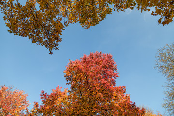 Naklejka premium autumn trees in sky