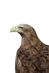 Portrait of a eagle isolated on white