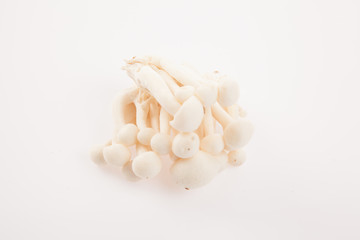 Mushroom on white background