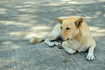 Homeless stray dog on street