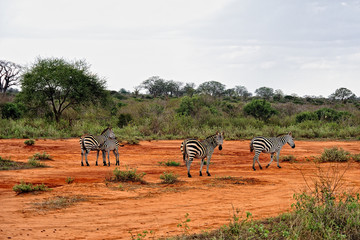Zebra