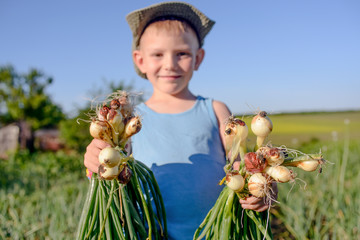 Proud little boy holding bunches of fresh onions