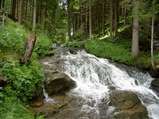 Obraz premium Bach im Wald