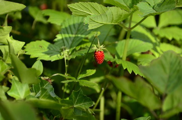 Walderdbeere