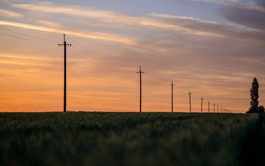 Fototapeta premium Hydro Poles in Rural Area at Sunset