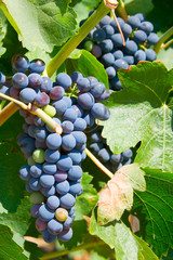 Vineyard Grapes – Red California grapes on the vine in the vineyard.