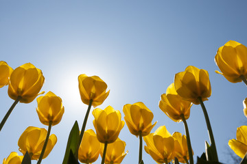 Yellow Tulips