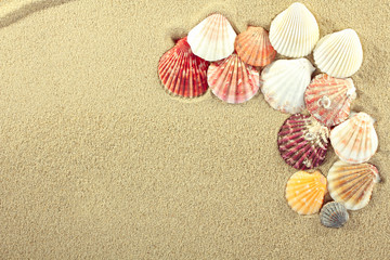 sea shells with sand as background