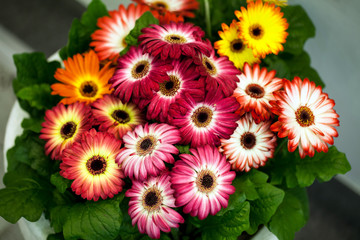colorful Chrysanthemum in a pot
