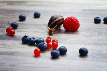 Snail between berries