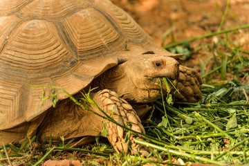 Obraz premium Great African Tortoise eating