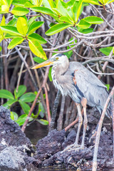 Vertical view of a Great Blue Heron on Isabela Island in the Galapagos Islands in Ecuador