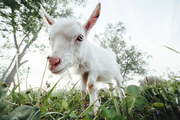 Obraz premium Goatling watching right in camera