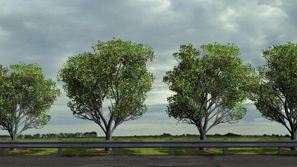 Fototapeta premium Apple trees on roadside