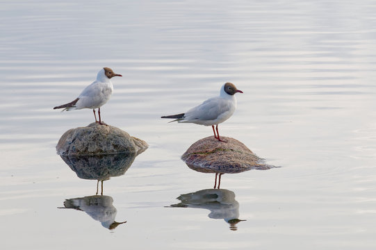 Two black headed gull standing on stones