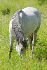 Obraz premium White horse in the meadow