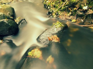 Obraz premium Gravel in water of mountain river covered by colorful aspen and beech leaves. Fresh green leaves on branches above water make green reflection in level.