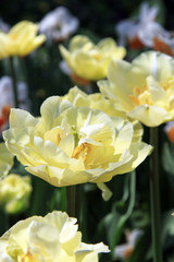 Tulips / Flower bed with delicate cream tulips