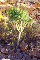 Small tree in the desert in Tenerife, Canary Islands
