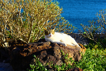 The cat sleeping near the Atlantic ocean

