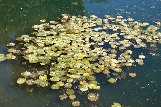 Teich