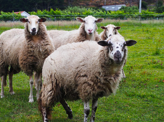 Naklejka premium Four cute sheeps on green grass