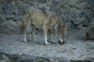Gray Wolf eating a bone