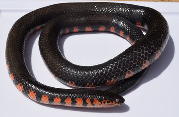 Fototapeta premium Mud snake in Mississippi