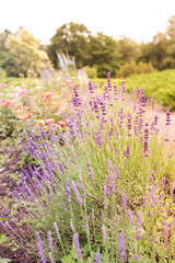 Naklejka premium Flower Garden