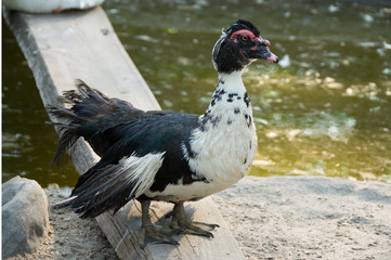 One black and white duck standing on rock