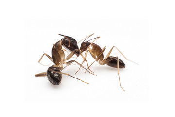 Macro image of a ant isolated on white background