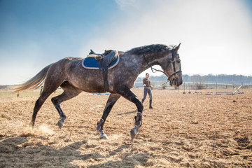 Young woman training a horse