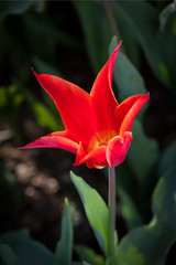 Tulip