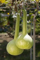 calabash gourd on its tree in garden