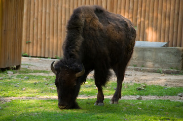 Fototapeta na wymiar Buffalo eats grass.