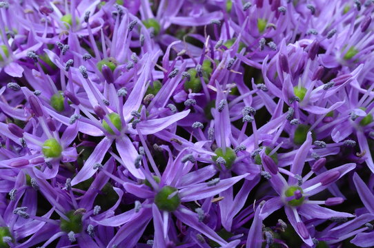 Fototapeta Garlic purple flower