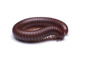 millipede on a white background