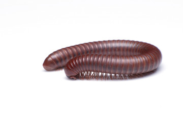 millipede on a white background