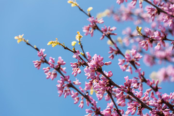 Some peach blossoms on the branch during spring blooming