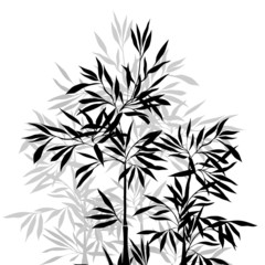 Bamboo leaf background. The top of the bamboo.