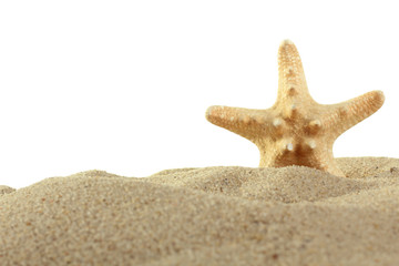sea shells with sand as background