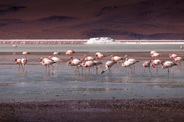 Pink flamingoes in lagoon Colorada, Altiplano, Bolivia