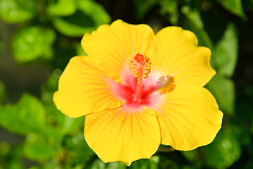 Hibiscus, the national flower of Malaysia