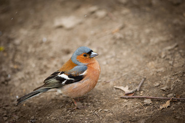 Chaffinch