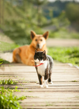 cat and dog in the village
