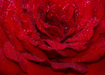 Red rose petals with dew drops.