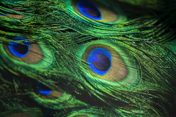 Beautiful green iridescent peacock feathers