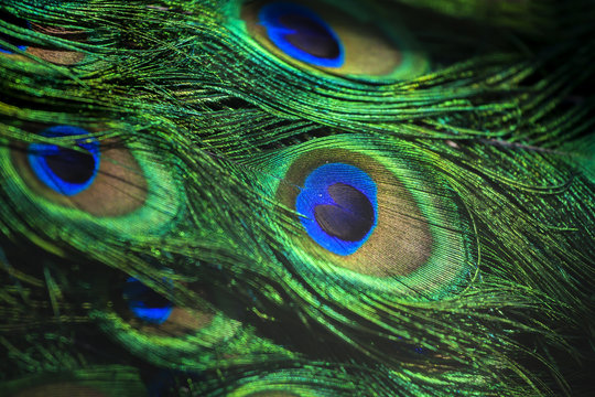 Fototapeta Beautiful green iridescent peacock feathers