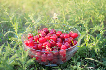 Bowl with ripe cherries